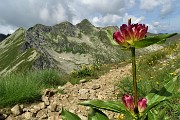 45 Genziana porporina (Gentiana purpurea) con vista in Corno Stella